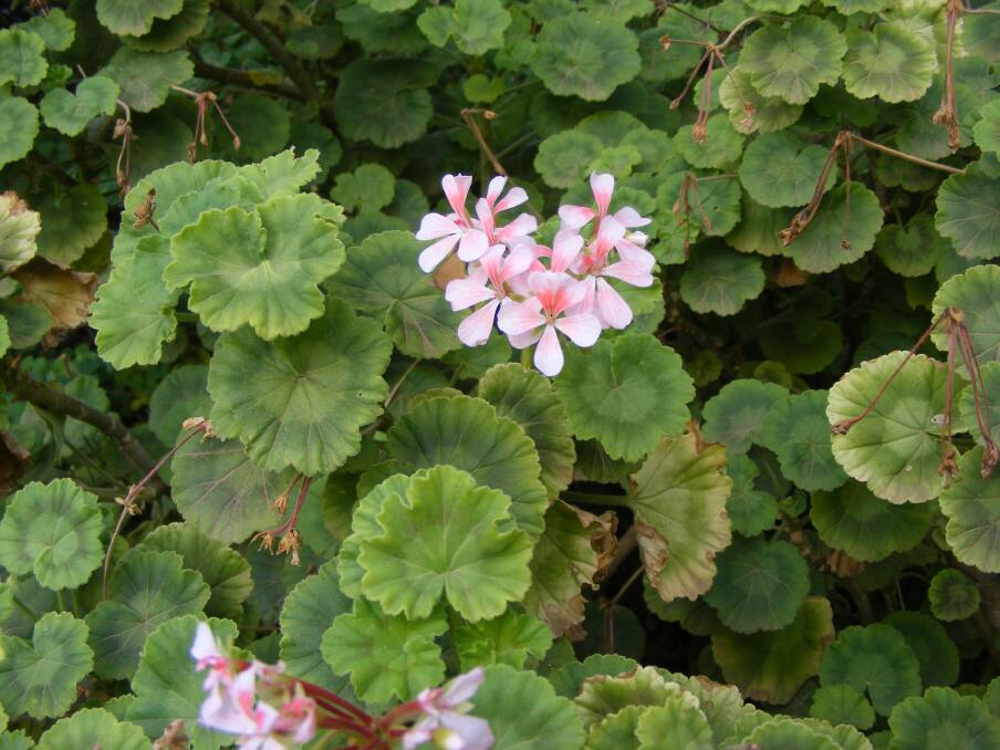 FLOWER: The flowers and leaves of a Zonal Pelargonium. One of the best attributes of Pelargoniums is that they flower most of the year.