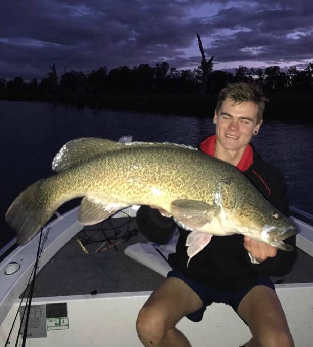 RELEASED: Connor Heir with the 79cm cod he caught and released at Mulwala/ Yarrawonga off the top on a Thirstyfurra Rat surface lure.  
