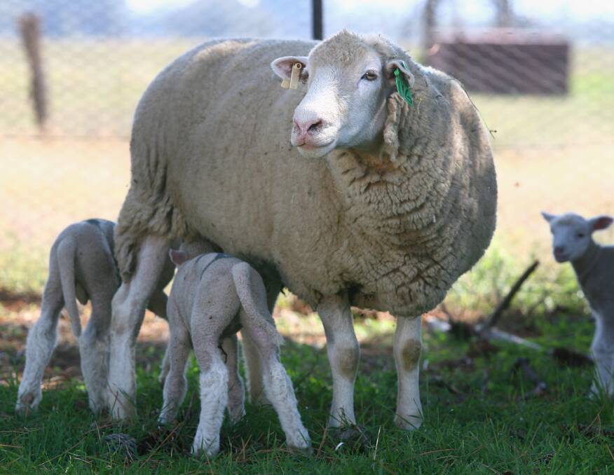 DANGER: Milk fever is a deficiency of calcium in the blood. It usually occurs in mature, fat ewes during the last six weeks of pregnancy or the first 10 days after lambing.