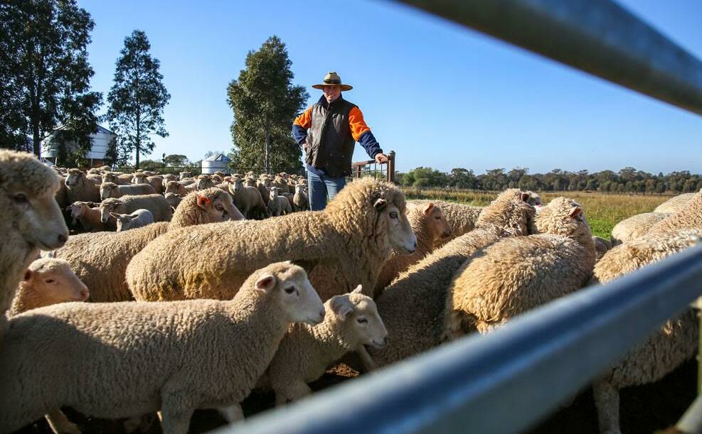 FOCUS: Albury is set to become the focus of all things lamb at the 2016 national LambEX. LambEX runs from August 11-12, with the Murray Local Land Services pre-conference tours running on August 10. 