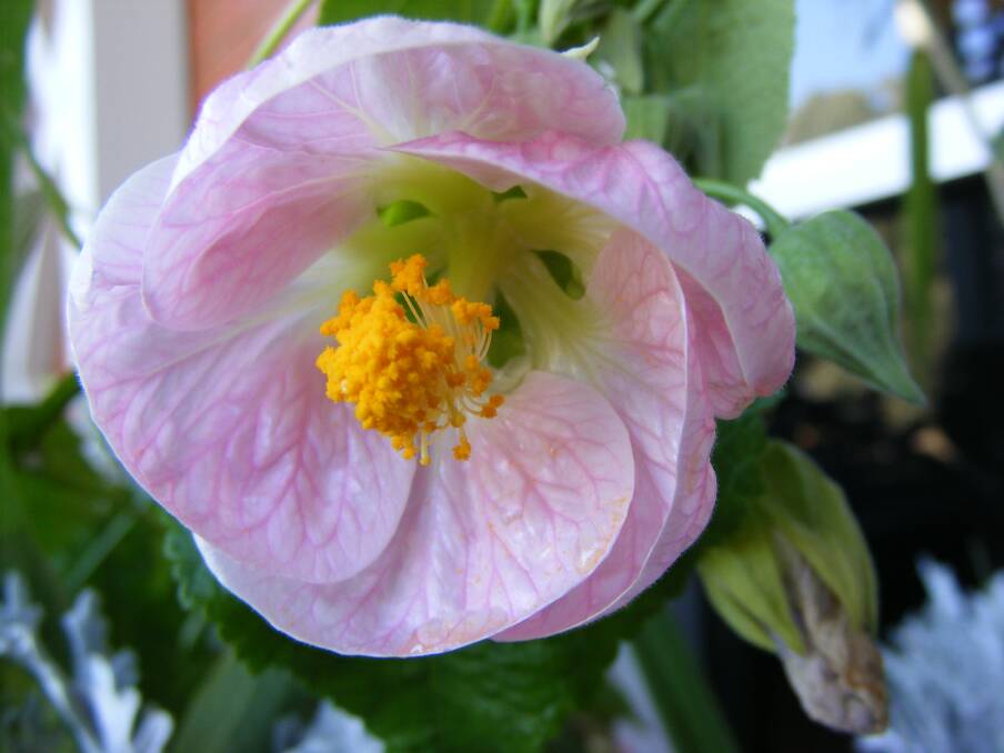 PRETTY: A pink Abutilon. With flowers as lovely as this, it's no wonder Chinese lanterns are popular. Chinese lanterns grow well in the Albury-Wodonga region, in the garden or in pots, they are a garden highlight worth growing.