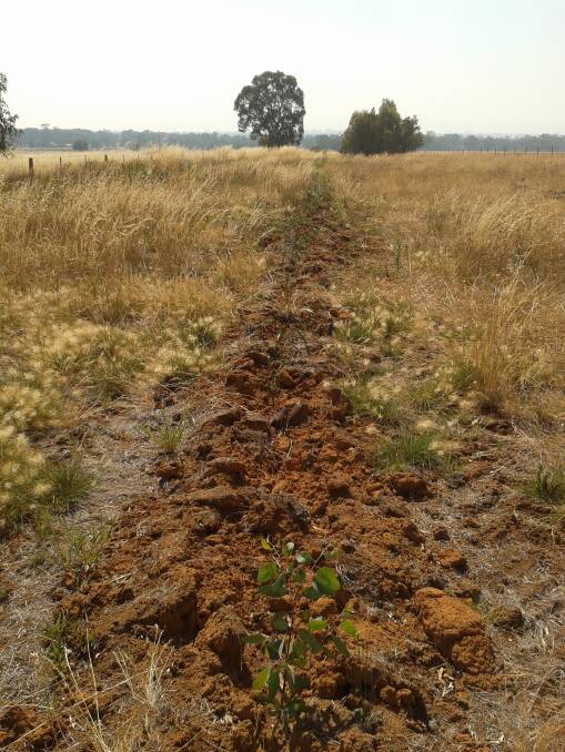 PRIORITY: Making revegetation a priority on your farm is vital. Pictured is successful establishment revegetation, six months old, at Walla. Photo: SUPPLIED