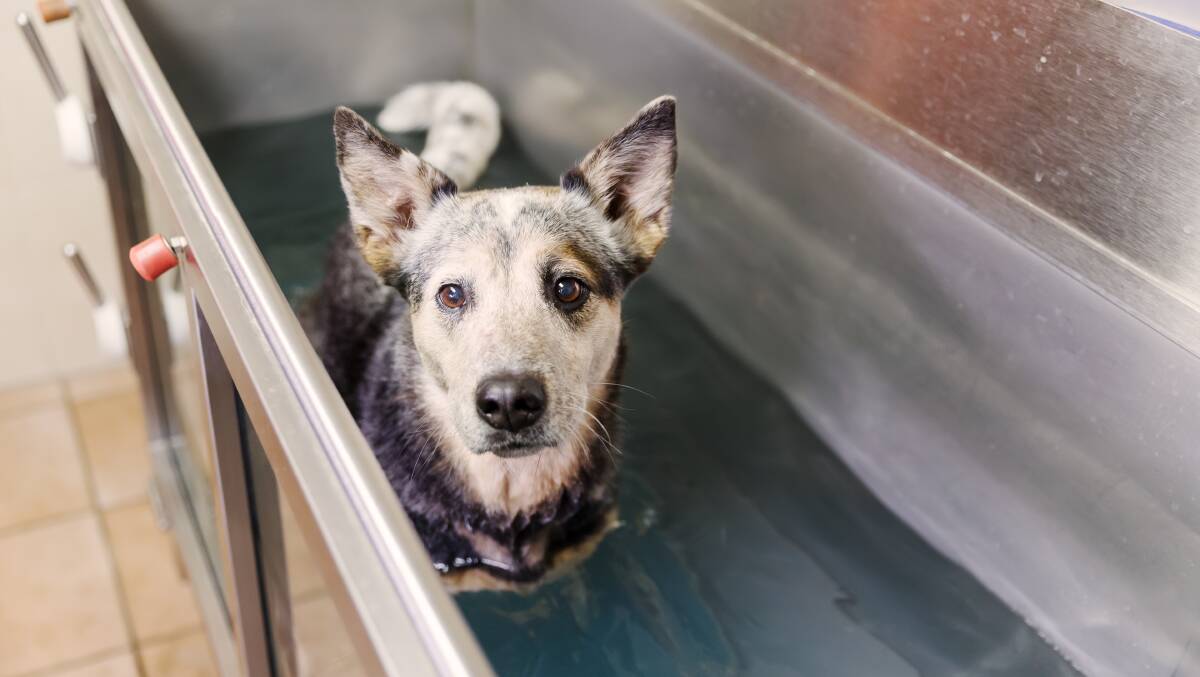 HELP: Hydrotherapy is a great way of helping your dog regain muscle or joint function.