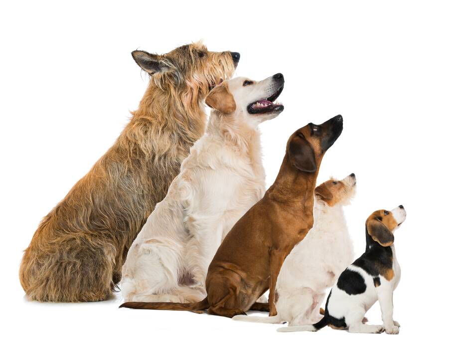 FACTOR: Your home environment will have an impact on the most suitable breed of dog for you. Photo: SHUTTERSTOCK
