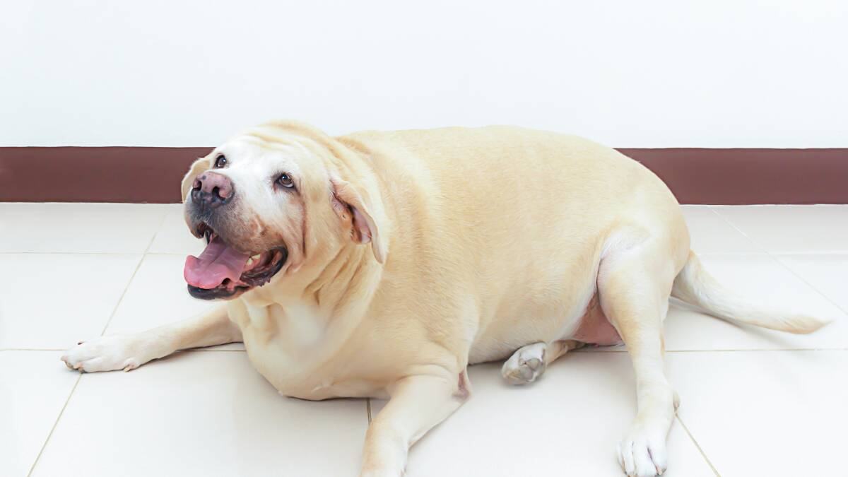 Obesity is a dog owner’s responsibility