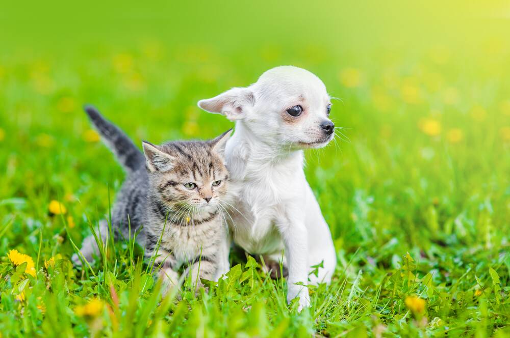 PRECAUTION: Your pet should be examined by a vet at least once a year.