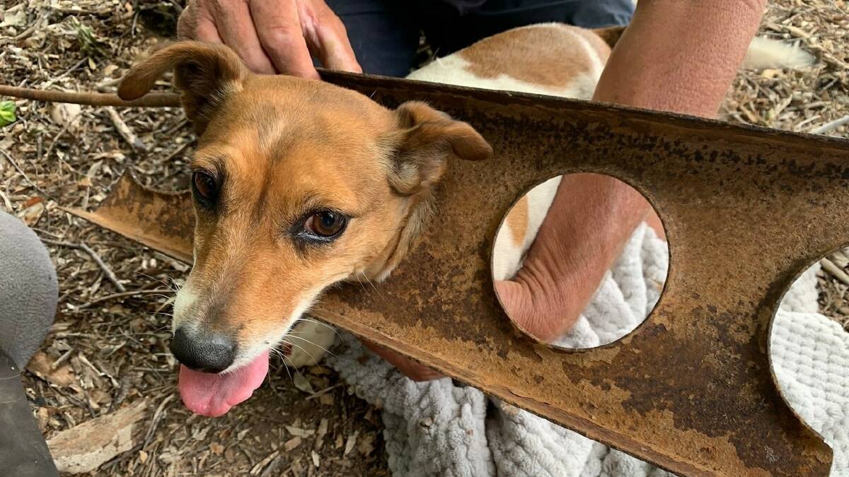TIGHT SQUEEZE: Little Roxy got herself trapped in an old Ute chassis rail, but was successfully freed. Picture: Wagga VRA