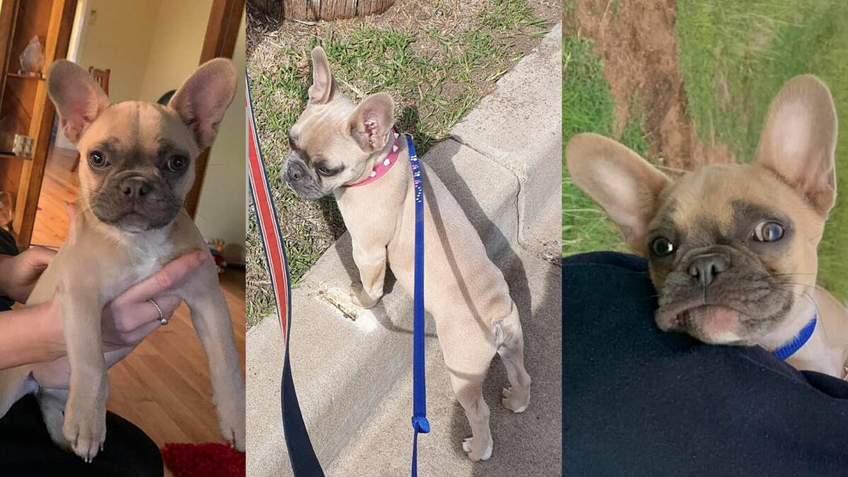 TAKEN: 4-month-old Pig the French Bulldog puppy is believed to have been taken from his Wagga home, and his family a desperate for his safe return. Pictures: Contributed