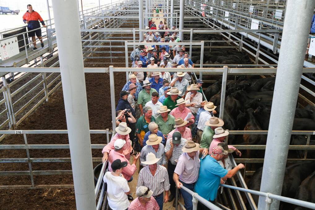 KEEN EYES: The annual blue ribbon weaner sales will kick off at Barnawartha’s NVLX facility next week on Thursday, January 3 and Friday, January 4 from 9am.