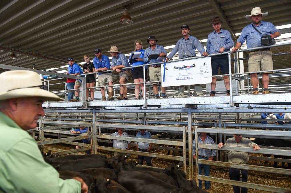 DAY TWO: Competition varied from the first day at NVLX at Barnawartha, but the vendors did not miss out on Friday with cattle purchased by feedlots, local producers and backgrounders from NSW, Victoria, South Australia and Tasmania. Main picture: MARK JESSER