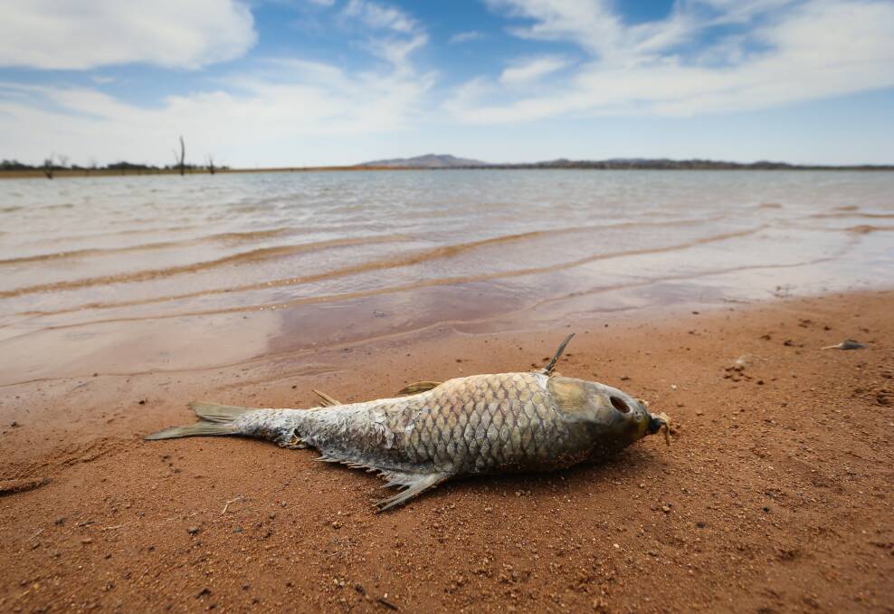 One dead carp near the Bowna Arm boat ramp on Tuesday. Picture: KYLIE ESLER