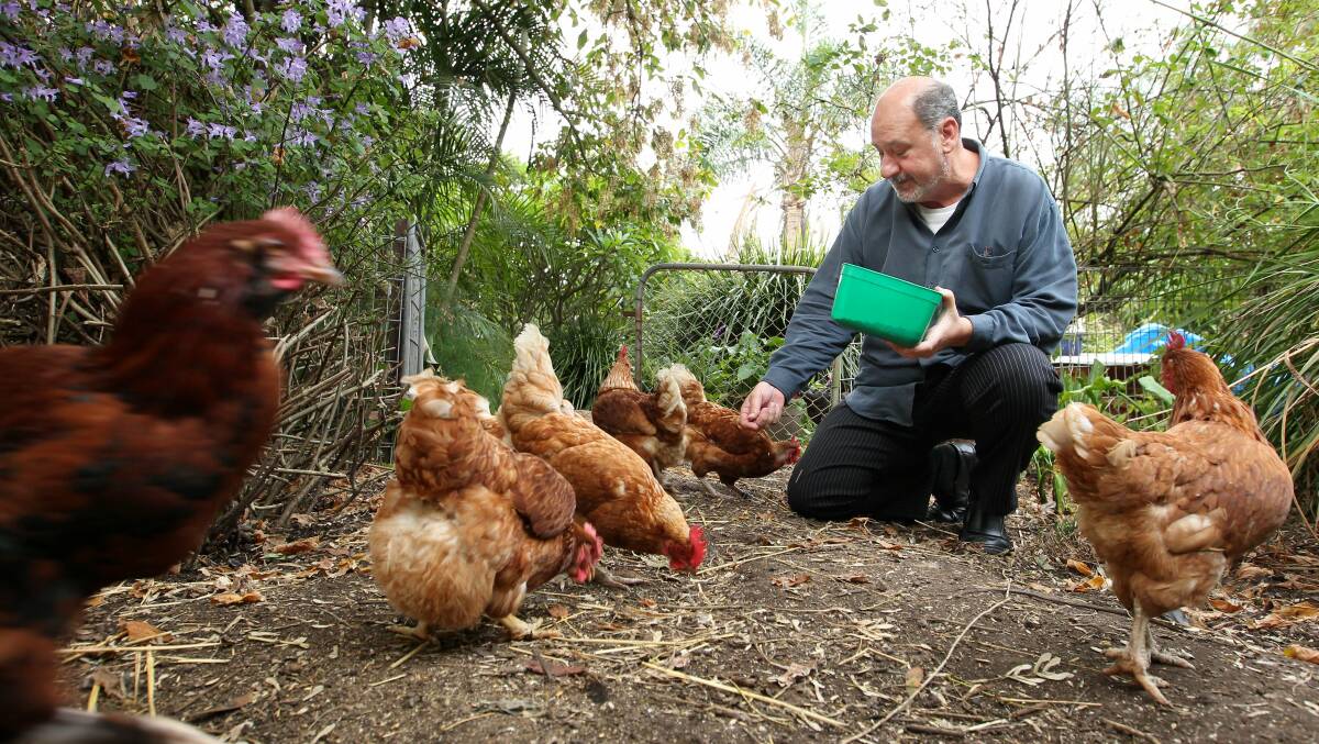 Mark Pearson at home with his chickens.  Photo: Max Mason-Hubers