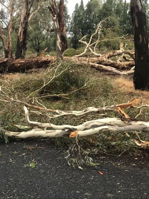CARNAGE: Amanda Thomas took this picture of trees down on Urana Rd, just out of Jindera. Picture: AMANDA THOMAS