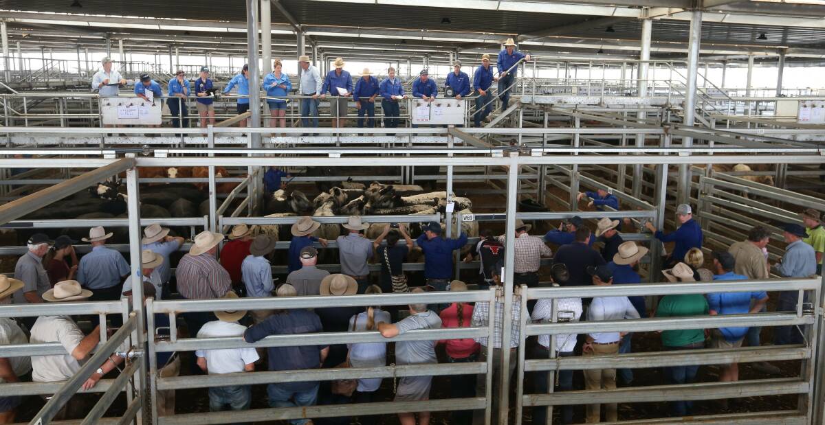 UNDER THE HAMMER: Quality Hereford steers are sold during sales at NVLX on Thursday. Picture: TARA TREWHELLA