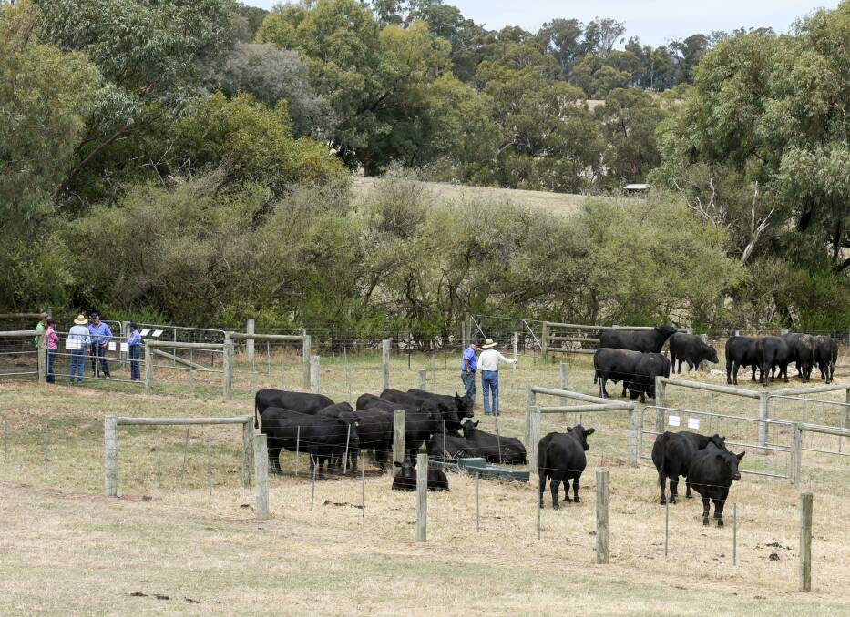 Quality: Buyers will be able to inspect the best bulls around at studs taking part in this year's Beef Week, which will get under way on January 29.