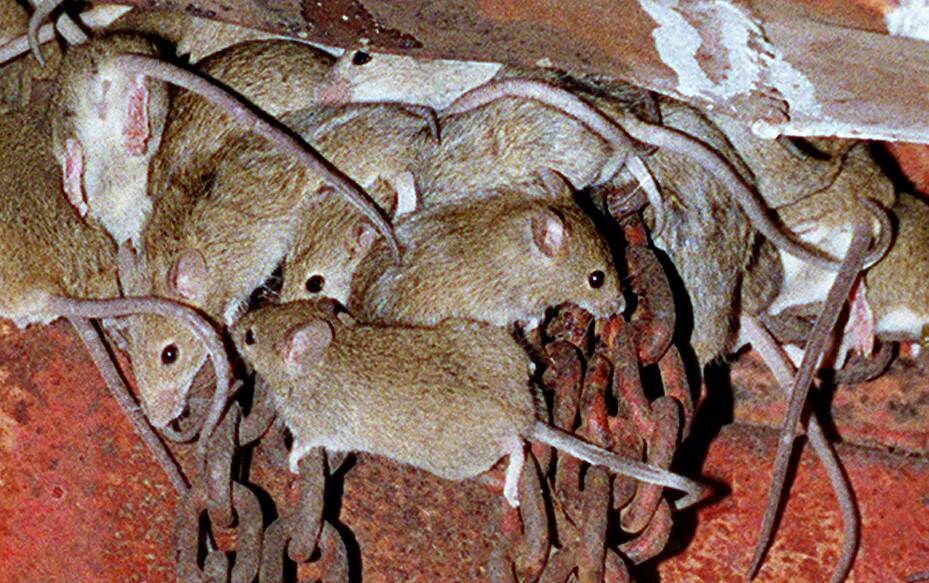 OUR SAY: Mice never nice living off the land at farmers' expense