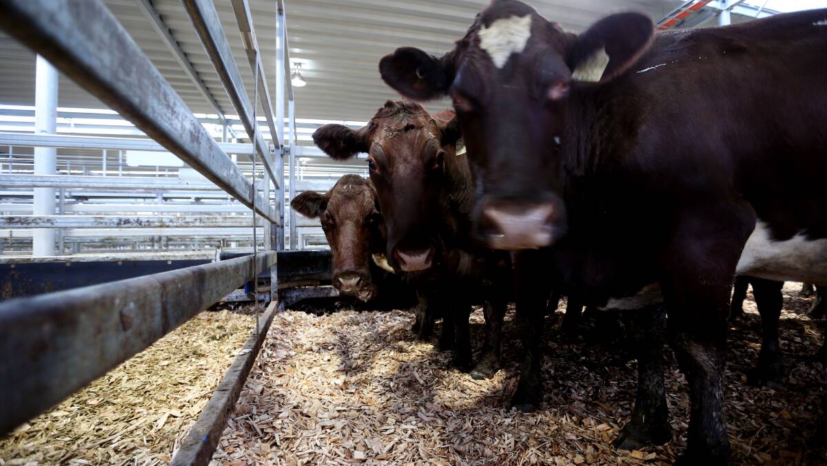 No bull: A host of changes at the Barnawartha saleyards have angered one reader.