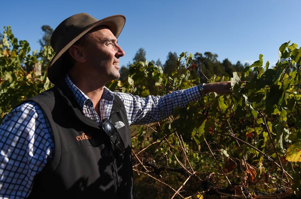 Damien Cofield, of Cofield Wines, says substantial rainfall in January was a concern, but the outlook is extremely promising. Picture: MARK JESSER