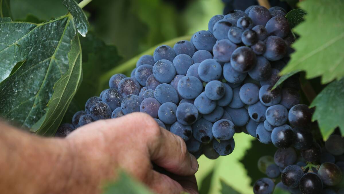 OUTLOOK: Regional winemakers are looking forward to a strong vintage this year.