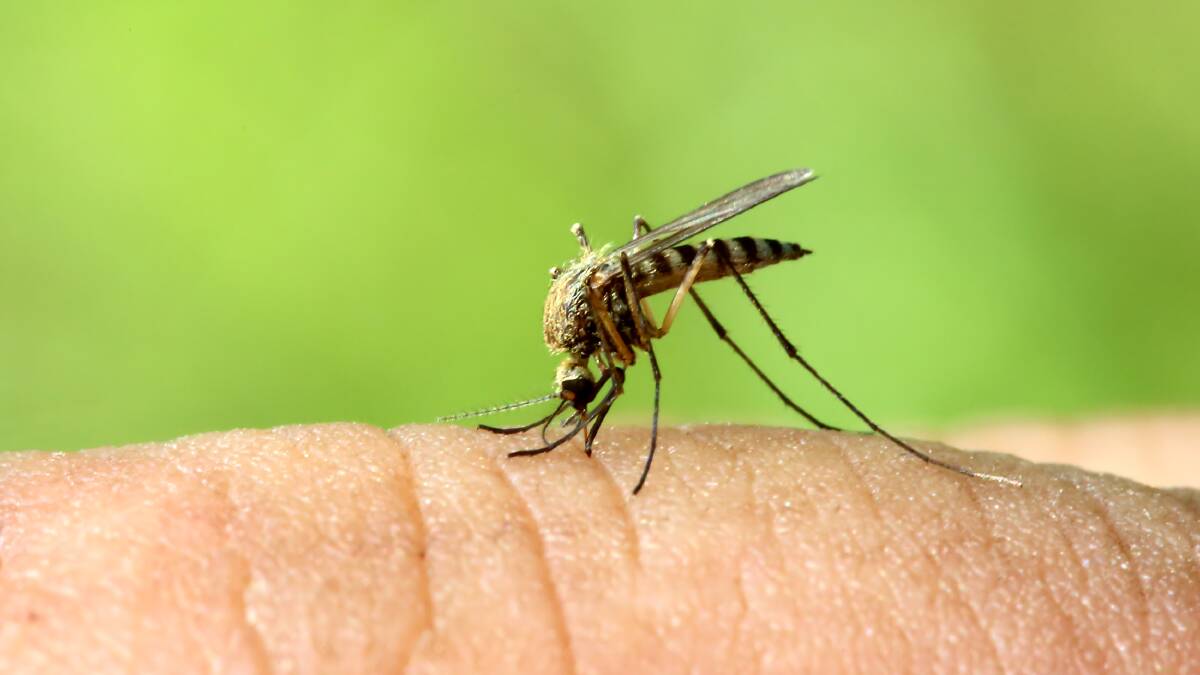 OUR SAY: Get a buzz from your annual Easter break, not virus-infected mozzies