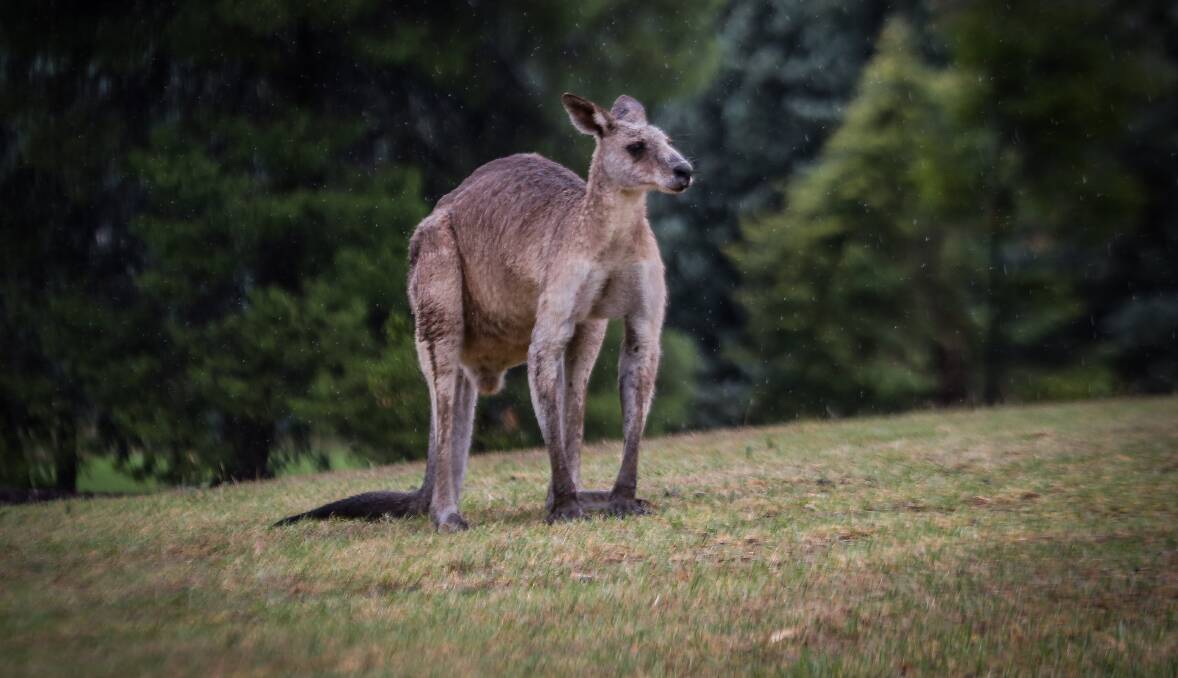 Poor shot: A reader is horrified that shooters took aim at kangaroos in a paddock where her husband was working.