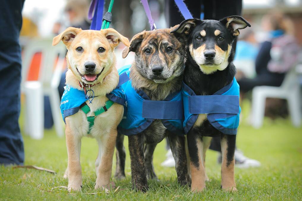 LOOKING FOR LOVE: Charlie, Yogo and Rosie are three of the thousands of puppies cared for by the RSPCA over the years. The Wangaratta branch seeks more support.