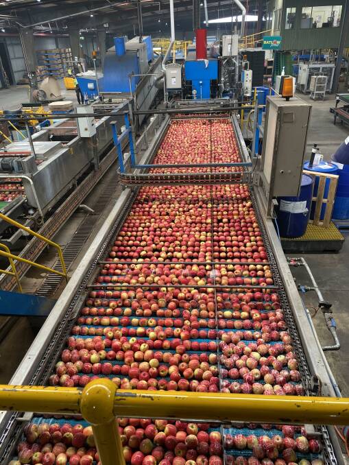CONVEYING CONFIDENCE: Batlow Fruit Company apples are sorted after the harvest. "It is very pleasing to see our growers pick themselves up so quickly," the firm says.