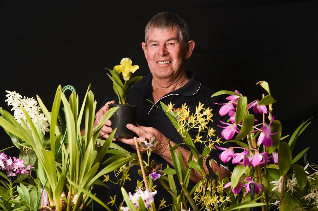 BLOOMING SUCCESS: Stephen Sang, of Albury-Wodonga and District Orchid Club, with the types of exhibit to be seen at Mirambeena Community Centre, Lavington, this weekend. Picture: MARK JESSER