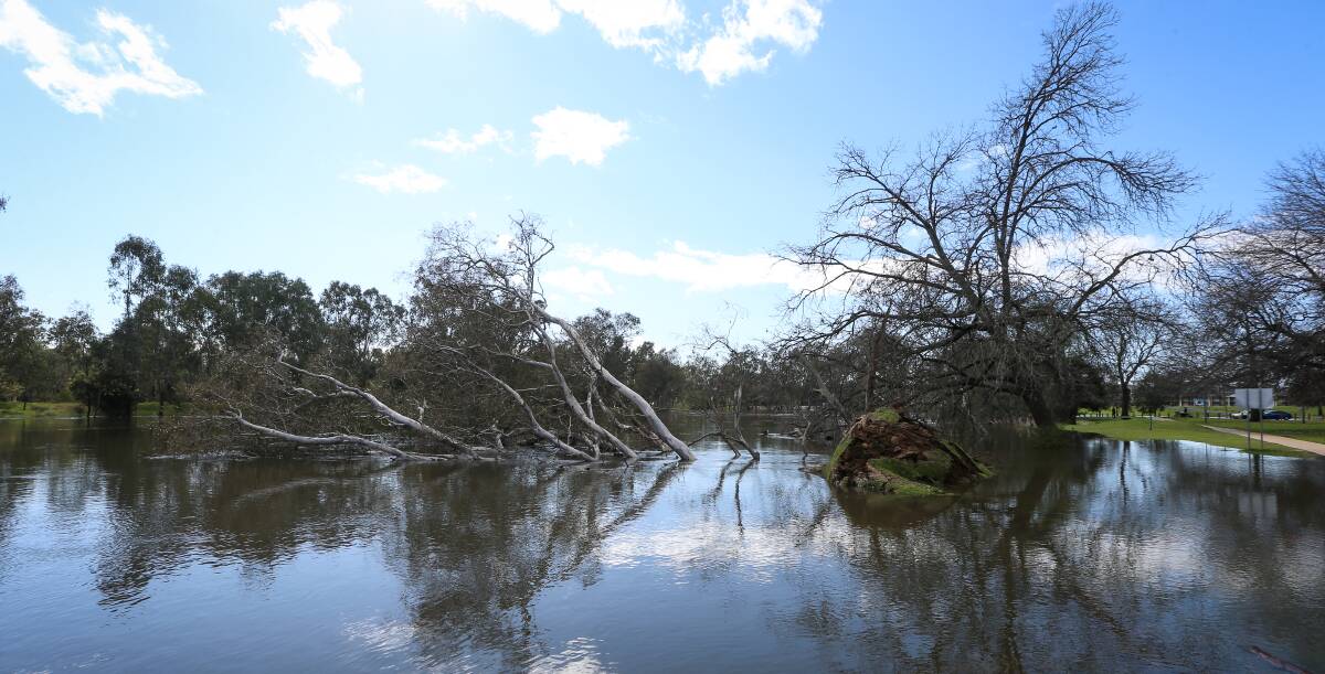 TREE TOPPLED: A mature gum tree lay in the swollen river. Picture: JAMES WILTSHIRE