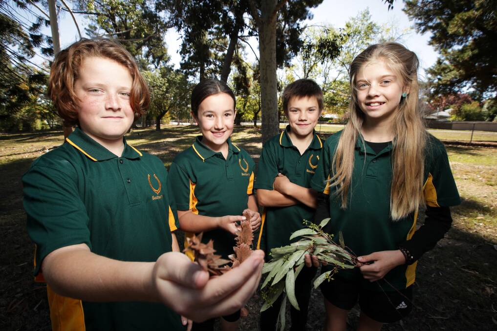ECO-FRIENDLY: Beechworth Primary School students Damon North, 12, Elsey Neville, 10, Phillip Christensen, 11, and Tess Nankervis, 10, look forward to learning more about their world at the regional workshop. Picture: JAMES WILTSHIRE