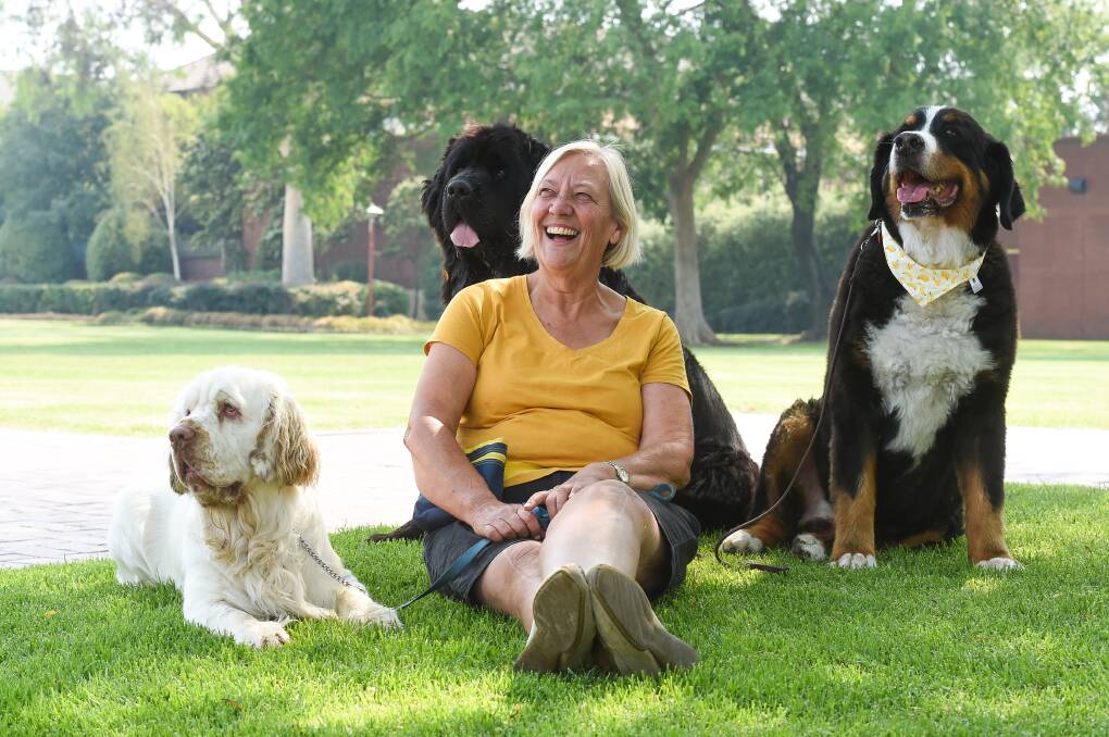 RELAXING: Merrilee Lennon, of Springdale Heights, with her Clumber spaniel Charlie, and friends' dogs Newfoundland Urshie and Otto, a Bernese mountain dog. Picture: MARK JESSER