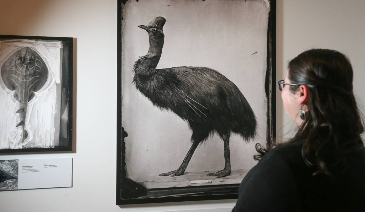 GLIMPSE OF THE PAST: The process of photographing Kate Eastick, of Albury Library Museum, is far different to the steps needed to produce the images found in Capturing Nature, open until October 11. Picture: JAMES WILTSHIRE