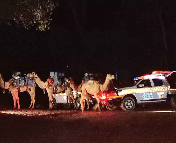 LENGTHY PROCESS: John Elliott and his animals had been rescued by about 7pm on Sunday. Picture: VICSES NEWS/TWITTER. 