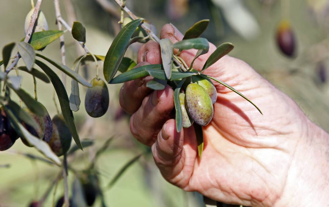 Climate change the challenge for Border olive conference