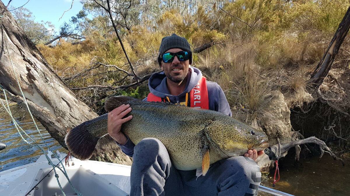 CASH COD: Clint Alvey, of Albury, holds his $80,000 fish, a 109.96 centimetre Murray cod caught in the Goulburn River on Friday.