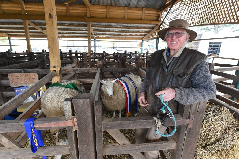 EWE BEAUT: Sandy Campbell, 79, of Benalla, with his prize-winning Border Leicester ewes, which took out the reserve and champion ribbons at Saturday's Wangaratta Show. His rams also claimed the honours. Picture: MARK JESSER