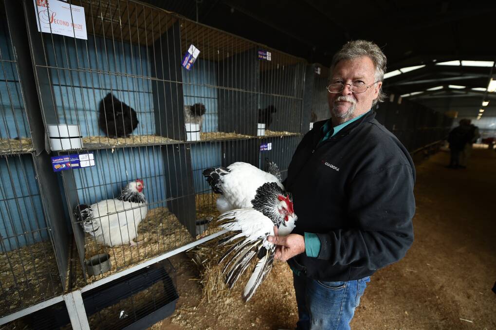 ASSESSING ENTRIES: Poultry judge Peter Hicks, of Walla, has been judging since he was 18. Picture: MARK JESSER