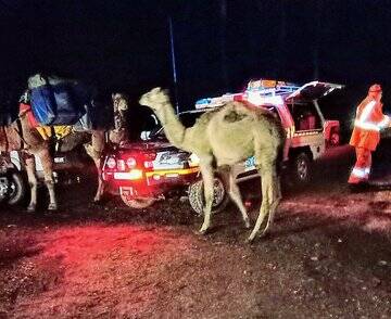 UNUSUAL RESCUE: John Elliott's camels weren't injured in Sunday's fall. Picture: VICSES NEWS/TWITTER. 
