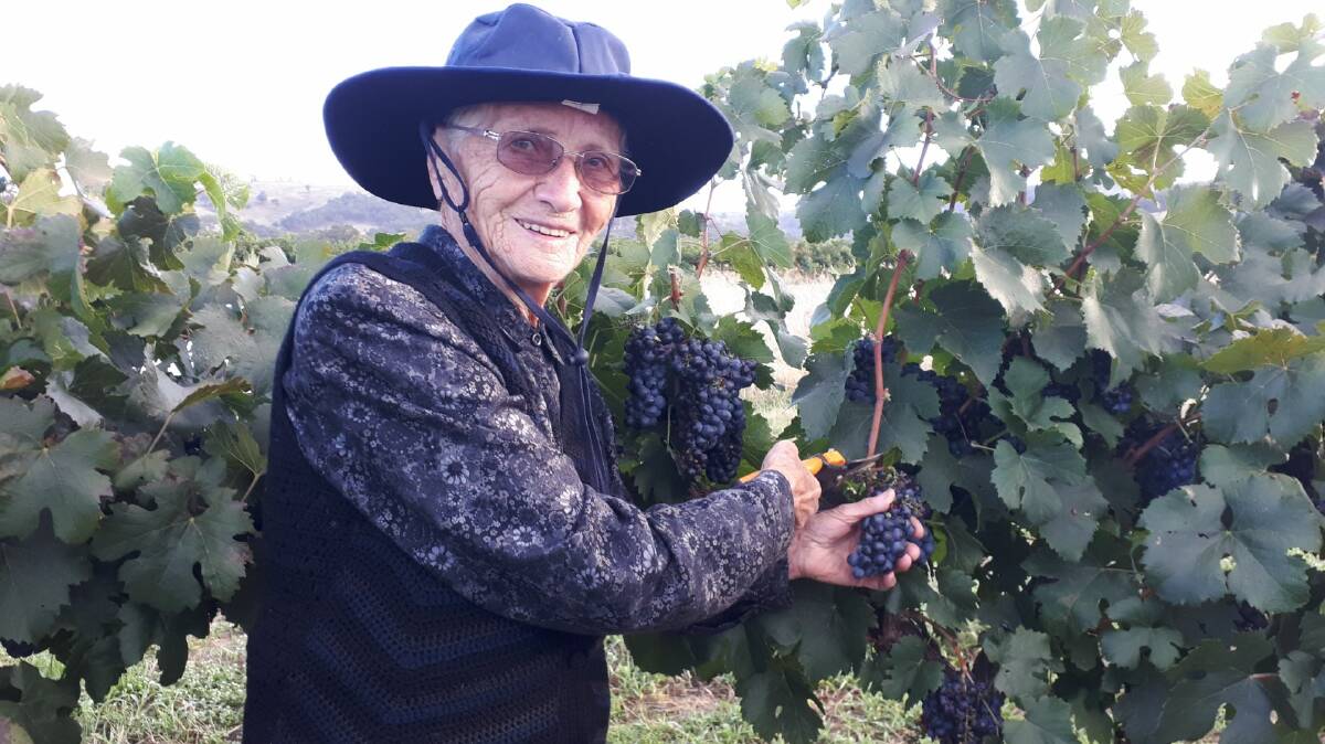 WILLING WORKER: Aphrodity Cretan, 100, of Albury, gathers fruit at Splitters Creek Vineyard on Friday. Friends say she always likes to keep busy. Picture: STEPHEN ALTMEIER
