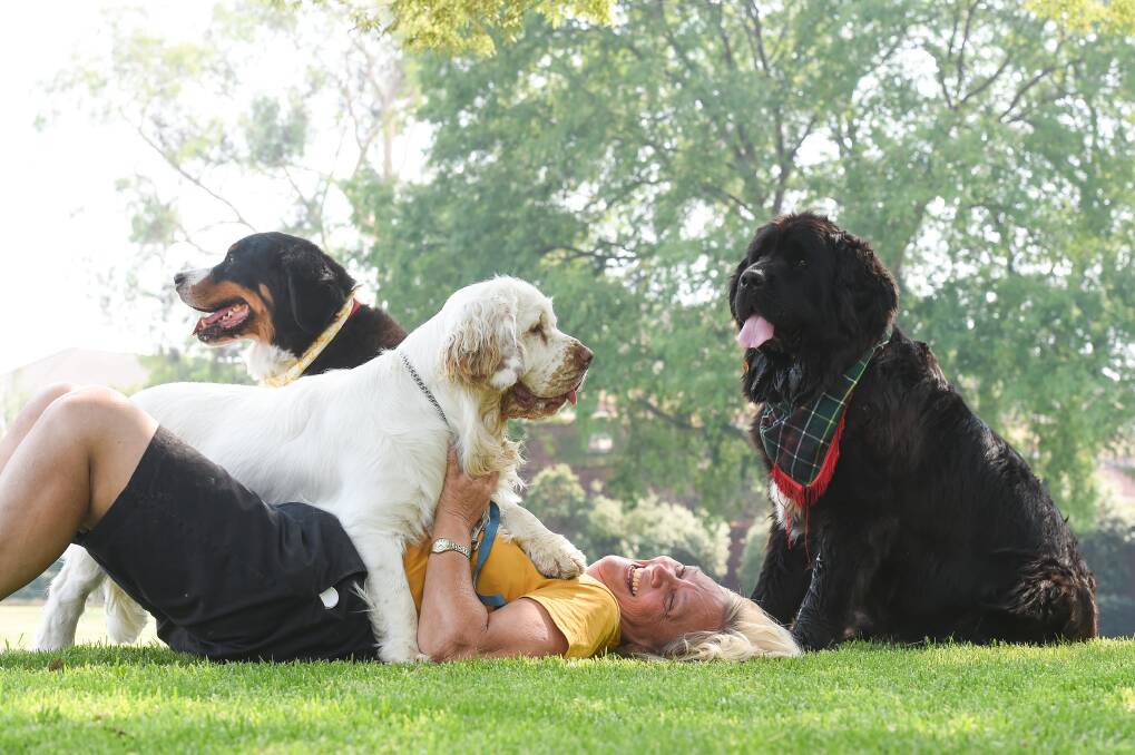 JUST CHILLING: Merrilee Lennon, of Springdale Heights, plays with her Clumber spaniel Charlie while Otto, a Bernese mountain dog, and Newfoundland Urshie relax. They joined other pals at Dogs Day Out. Picture: MARK JESSER