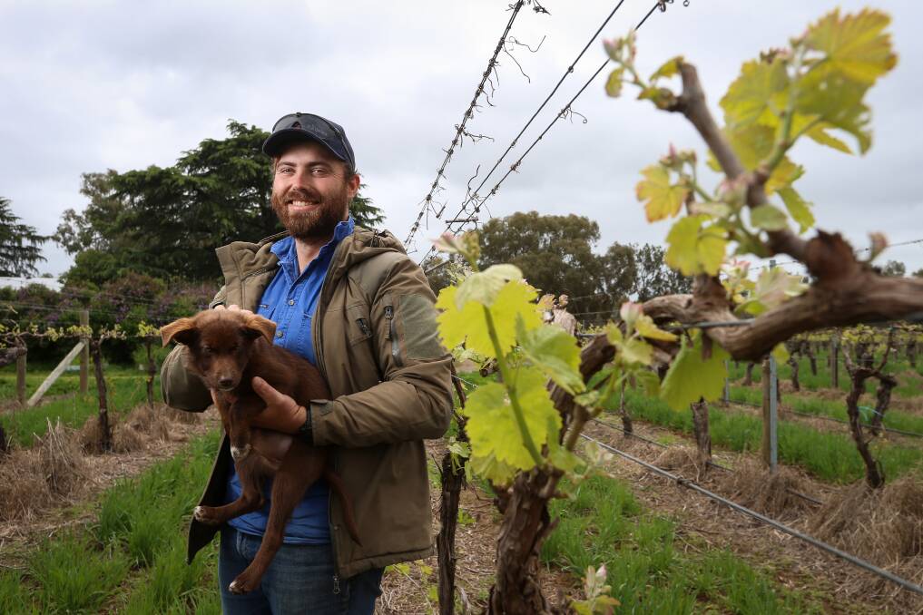 LEADING THE WAY: Lake Moodemere Estate's Joel Chambers, pictured here with dog Ruby, has achieved Sustainable Winegrowing Australia certification, the first North East vineyard to do so. Other Winemakers of Rutherglen members are working towards this goal. Picture: JAMES WILTSHIRE