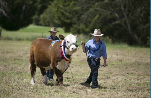 AGRICULTURAL SHOWCASE: Saturday's Myrtleford Show will feature some of the region's top livestock.