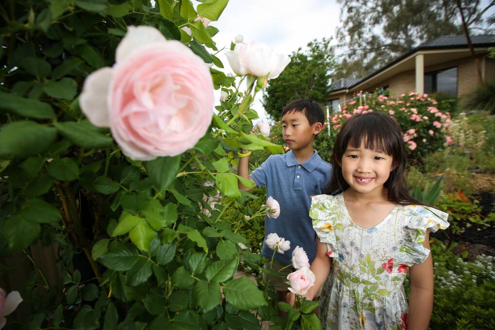 ROSE ARRAY: Ian Park, 8, and his sister Dana, 5, of Wodonga, look at some roses in a friend's garden. There is no fee to exhibit in Saturday's Rose-A-Fair while viewing the show has a $2 entry fee. Picture: JAMES WILTSHIRE 