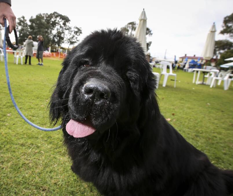 DOGGONE IT: Thurgoona Newfoundland Betty during last year's Million Paws Walk at Albury's Hovell Tree Park. The annual event is taking a break.