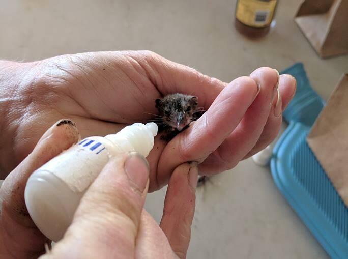 AIDING INJURED ANIMALS: Wildlife rehabilitation is rewarding but also takes time and can be physically and emotionally demanding, requiring a wide range of skills.