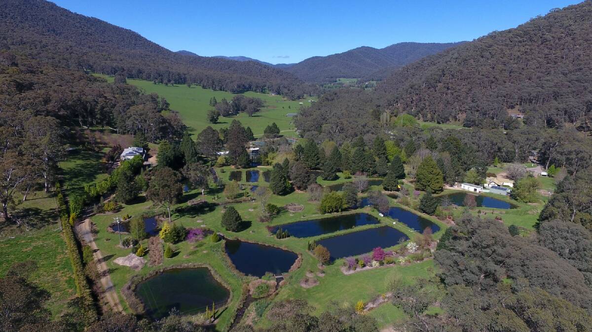 NEW LISTING: Mountain Fresh Trout and Salmon Farm, Harrietville, has been offered on a walk-in, walk-out basis.