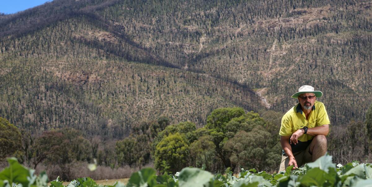 OVERWHELMING SITUATION: The burnt hill behind Guys Forest farmer George Kucka in December, nearly a year after the fires, highlights the scale of recovery still needed in the Upper Murray. Picture: JAMES WILTSHIRE