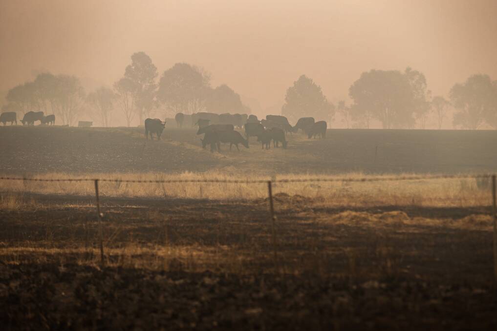 RIPPLE EFFECTS: Cattle pick through a burned paddock earlier this month after fire swept through the Upper Murray. The demand for fodder remains high while other relief ideas continue to emerge. Picture: JAMES WILTSHIRE