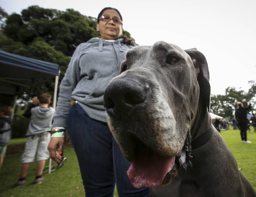 PAWS FOR THOUGHT: Great dane Giorgio and owner Meera Bhuta attend last year's Million Paws Walk. Lack of helpers led Albury RSPCA to cancel the 2018 event.