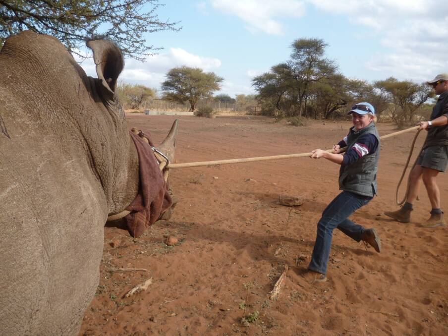 HEAVE HO: Ainslie Campbell helps to relocate rhinos because of poaching threats in South Africa. 